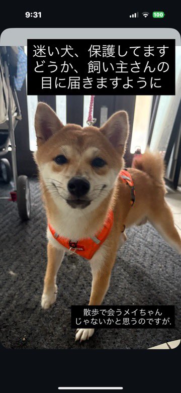 【迷い犬保護してます】

📍東京都青梅市
朝のお散歩中に飼い主さんとはぐれちゃったのかなと思います

飼い主さんのもとへ届きますように

ご協力よろしくお願いします。