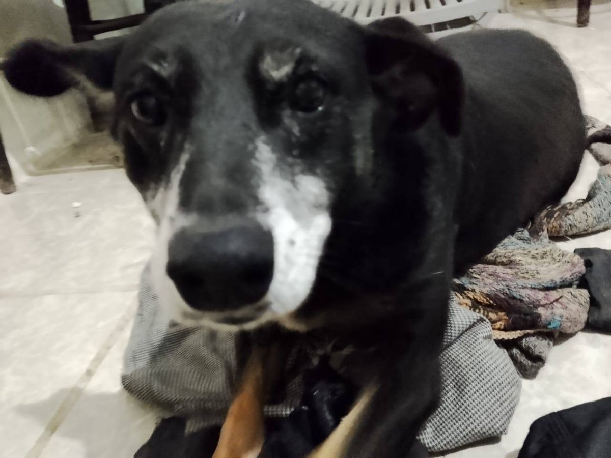 TraficoPuebla (@trafico_puebla) on Twitter photo 😡 ¡Los amantes de lo ajeno vuelven a hacer de las suyas!
En la colonia Los Encinos, de la junta auxiliar Resurrección, una perrita conocida como “Viejita” fue despojada de su cobija por una pareja.
🐶❤️ La organización Cuenta Conmigo (<a href="/cuentaconmigo01/">Cuenta Conmigo</a>) la rescató y ahora forma 😡 ¡Los amantes de lo ajeno vuelven a hacer de las suyas!
En la colonia Los Encinos, de la junta auxiliar Resurrección, una perrita conocida como “Viejita” fue despojada de su cobija por una pareja.
🐶❤️ La organización Cuenta Conmigo (<a href="/cuentaconmigo01/">Cuenta Conmigo</a>) la rescató y ahora forma