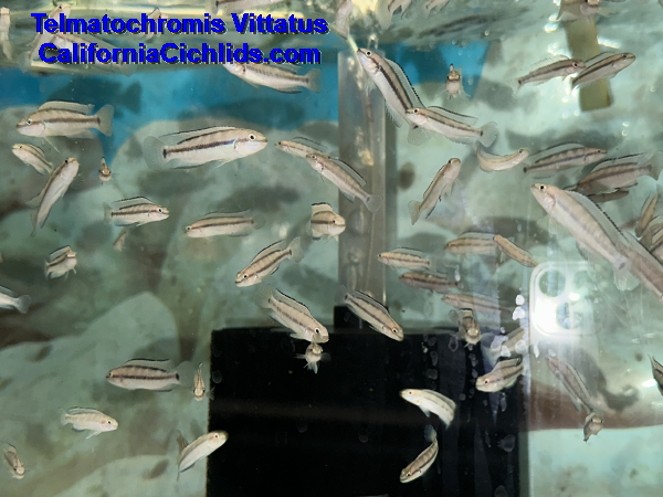CACichlids's tweet photo. 30% OFF ALL MALAWI &amp; VICTORIA FISH NOW THROUGH 8/31/25 - https://t.co/px5gaUxO4S https://t.co/0x4Y1pDlR4