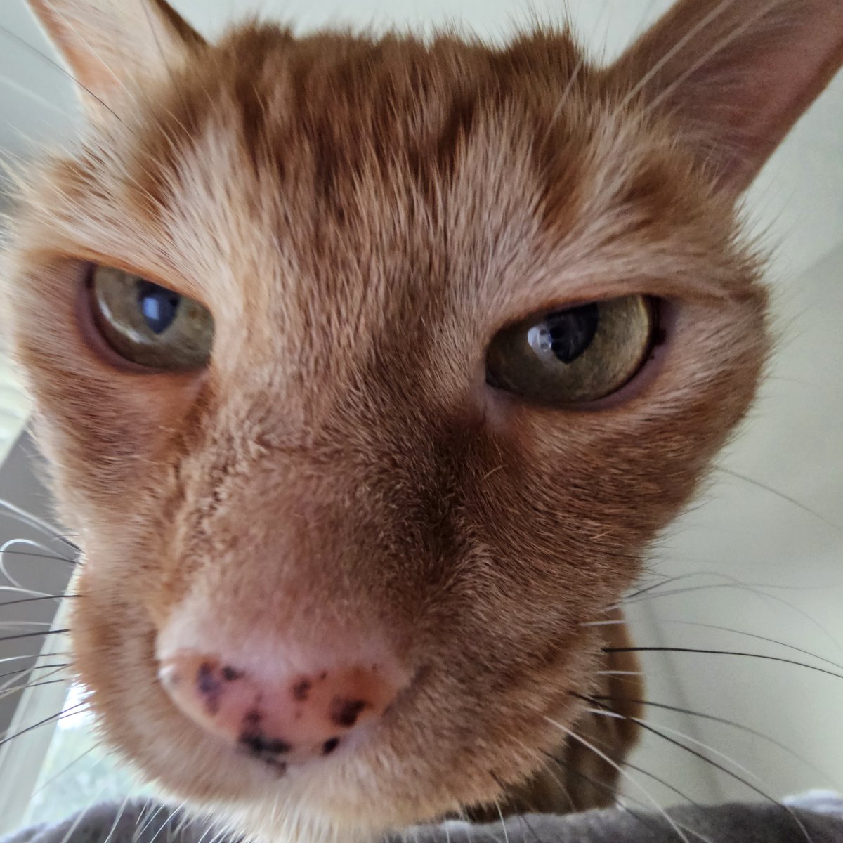 marblecakecait's tweet photo. @babydogfanclub the stream was great! happy bday baby dog from me and oliver!! 🎂 https://t.co/5mMpha3DjU
