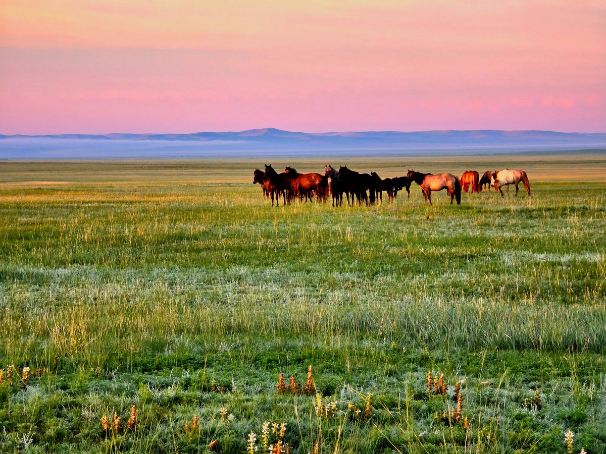 Horses in Steppe near Delgerkhaan, Khentii Aimag, Mongolia.