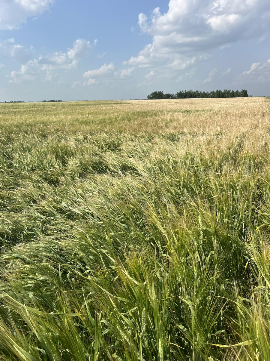 Where the end gun ends. 

I know it’s just barley and we’re not going to make any money growing barley so this is basically just demo plot to show that water…makes a difference #irrigation25