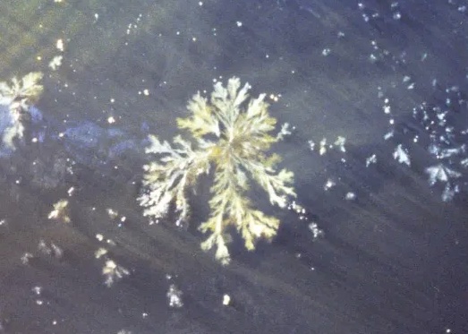 Harold McGee tweet media