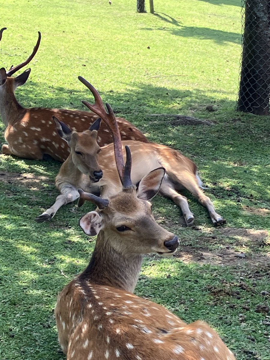 鹿の角(落ち角) 奈良公園 小鹿ちゃんの逆襲でオス鹿さん落角するの巻 - YouTube