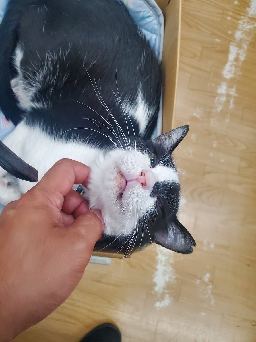 8/6、8/7、8/10とあわただしくなってきました。

癒しとして猫かわいいのてまおいときます