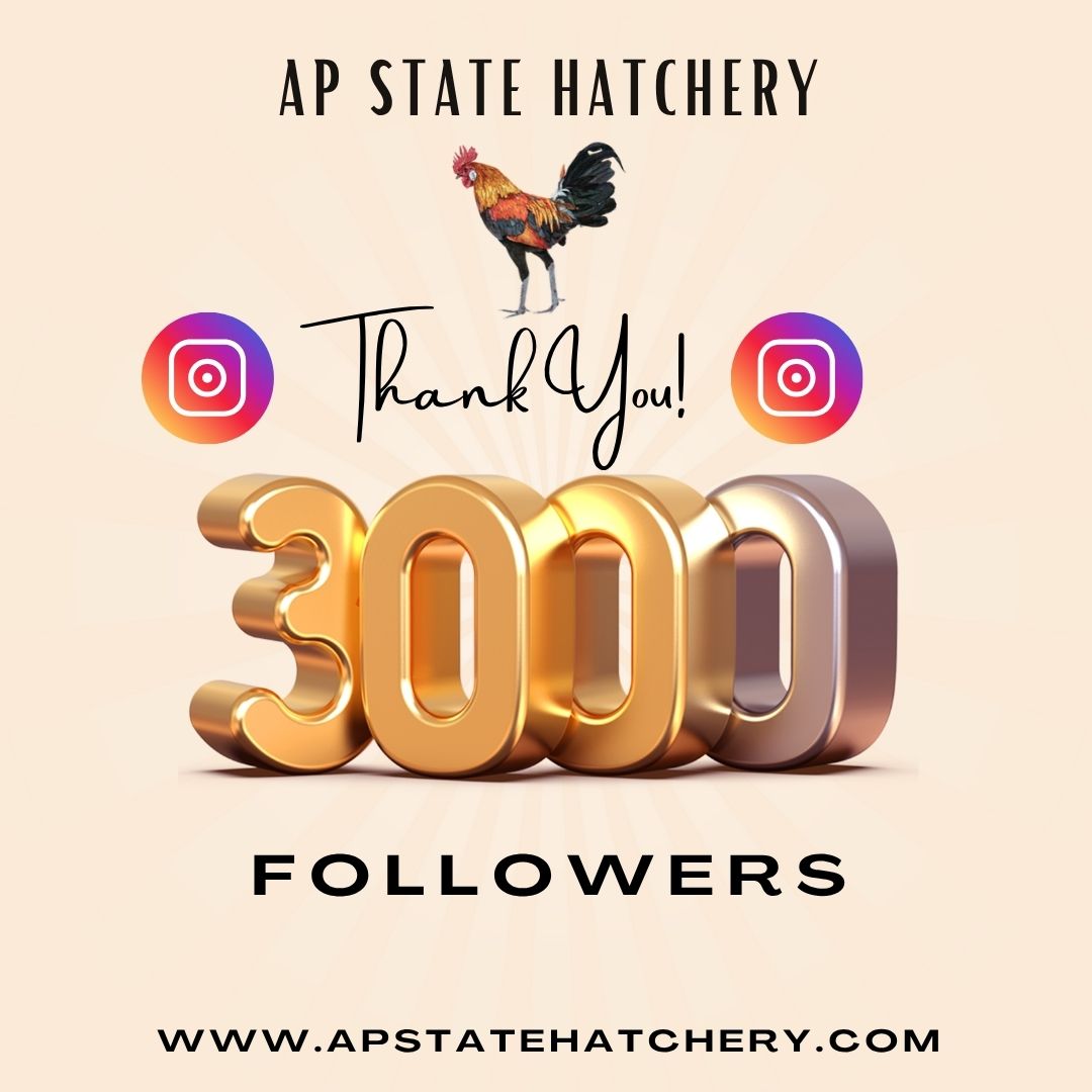 apstatehatchery's tweet photo. 🎉 3,000 Followers Strong—Thank You!
We’re grateful to every farmer, entrepreneur, and poultry lover who supports AP State Hatchery!
Visit: https://t.co/9pPJlm8Cnb
📞 Call Now: +91 9490515868
📦 Book Chicks | 📚 Join Training | 🚚 Delivery Available
#APStateHatchery #Samruddi https://t.co/8d3FkNsSvw