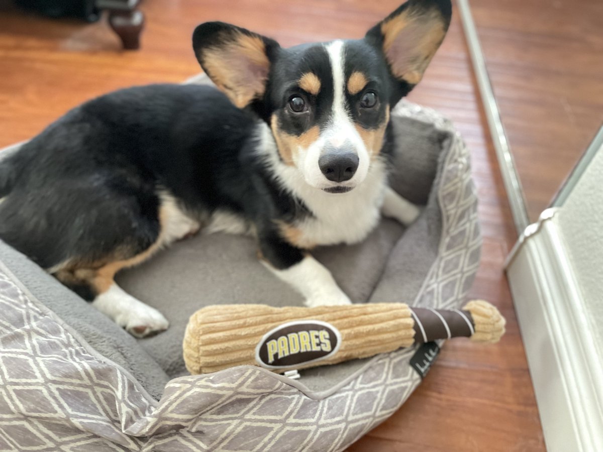 PorkChop is ready for some Friday Night Baseball ⚾️ #ForTheFaithful <a href="/Padres/">San Diego Padres</a> #LFGSD