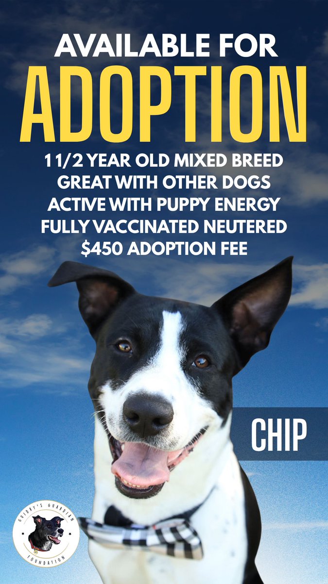 Guidry's Guardian Foundation (@guidrysguardian) on Twitter photo Two of the amazing dogs available for adoption through <a href="/GuidrysGuardian/">Guidry's Guardian Foundation</a>. Please reach out for more info! Two of the amazing dogs available for adoption through <a href="/GuidrysGuardian/">Guidry's Guardian Foundation</a>. Please reach out for more info!