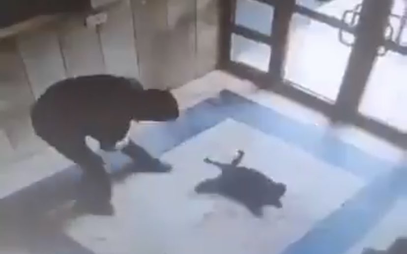 Cani;
kediyi ayağıyla eziyor, dakikalarca işkence yapıyor, yerden yere vurarak katlediyor.

“Terörsüz Türkiye” diyoruz ya…

Yeminle bu yaratık teröristlerden bin misli daha terörist.

Eee o vakit terör nasıl bitecek ki?

#BurakAlanTutuklansın yanlış…
#cezveicinadalet için asın!