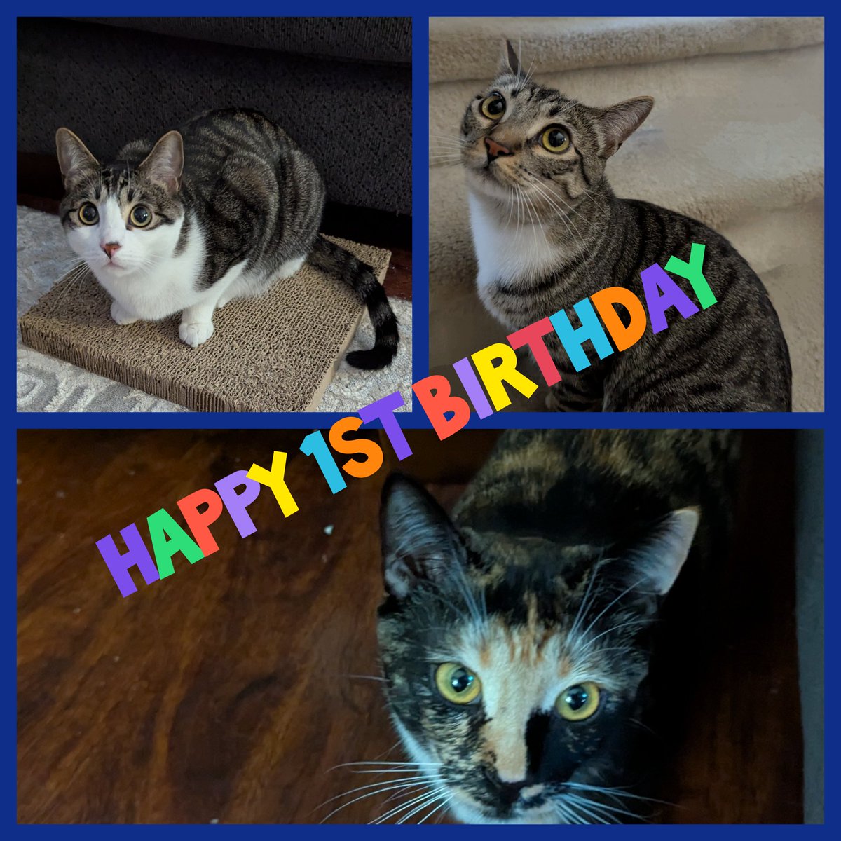 Teresa Sturm (@mrststurm) on Twitter photo Happy 1st Birthday to my babies, Einstein, Tommy, and Lily!!!! ππππππ
<a href="/ReelzChannel/">REELZ</a> <a href="/OfficialOPLive/">On Patrol: Live</a> <a href="/CurtisWilson275/">Curtis Winckler Wilson</a> <a href="/danabrams/">Dan Abrams</a> #OPLive #OPNation #OnPatrolLive Happy 1st Birthday to my babies, Einstein, Tommy, and Lily!!!! ππππππ
<a href="/ReelzChannel/">REELZ</a> <a href="/OfficialOPLive/">On Patrol: Live</a> <a href="/CurtisWilson275/">Curtis Winckler Wilson</a> <a href="/danabrams/">Dan Abrams</a> #OPLive #OPNation #OnPatrolLive