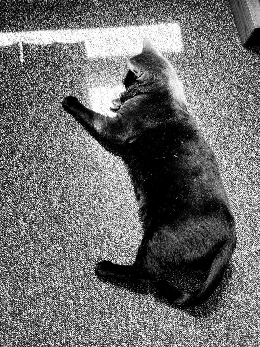 I got to enjoy a bit of sunshine this afternoon when I wasn’t snoozing which is what I am doing again. Sweet dreams friends. -Charlie #CatsNoirFriday #CatsOfTwitter