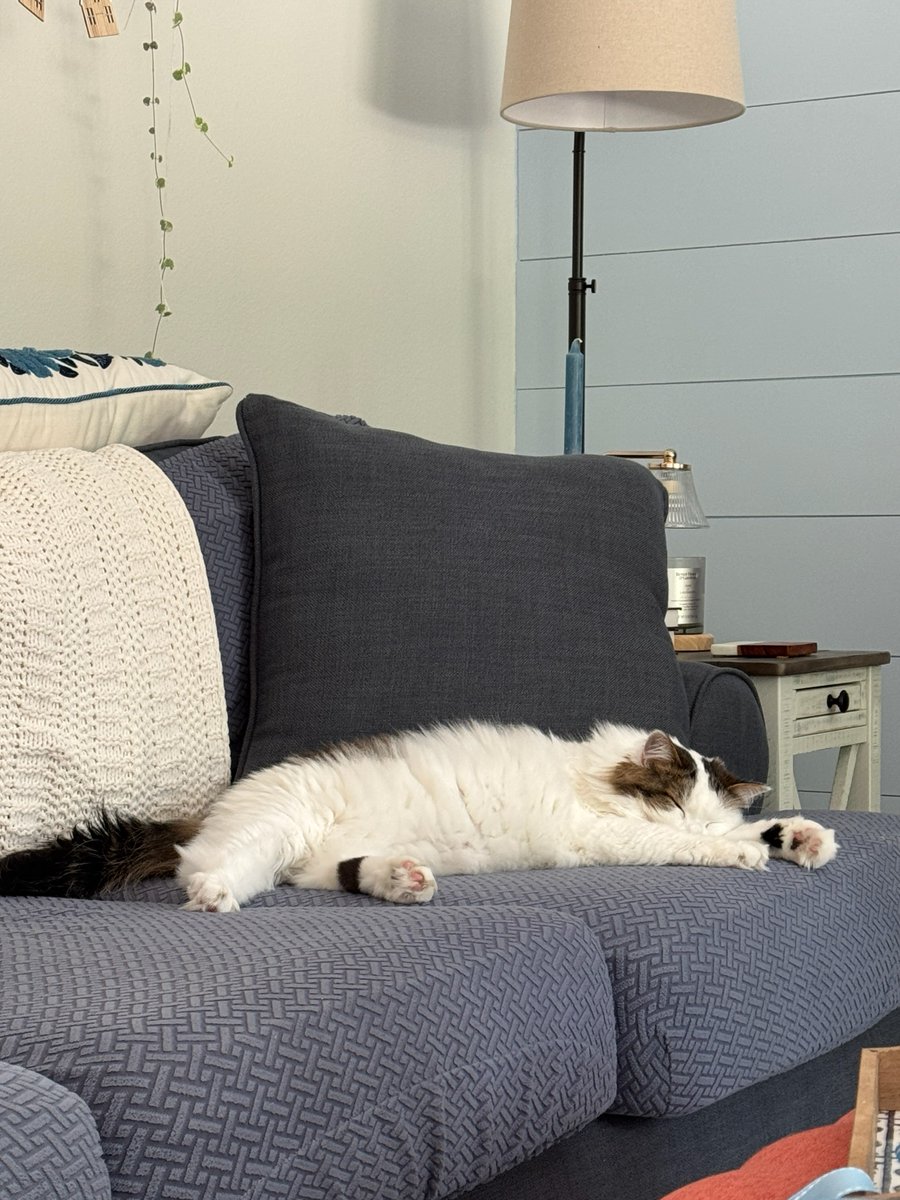 JeffFNicholas's tweet photo. @St_Rev She's finally adjusted to being a single-cat house https://t.co/yHkZ3fSrb8