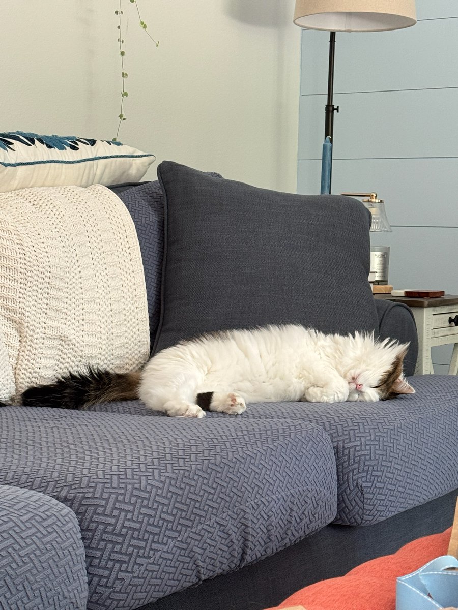 JeffFNicholas's tweet photo. @St_Rev She's finally adjusted to being a single-cat house https://t.co/yHkZ3fSrb8