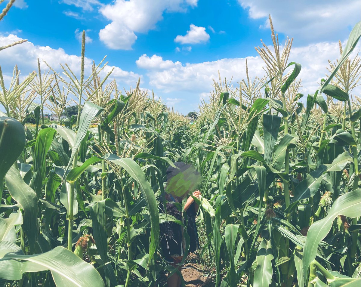 トウモロコシの収穫体験してきた！
ホワイトコーンなので、その場で生トウモロコシを食べさせてもらった～