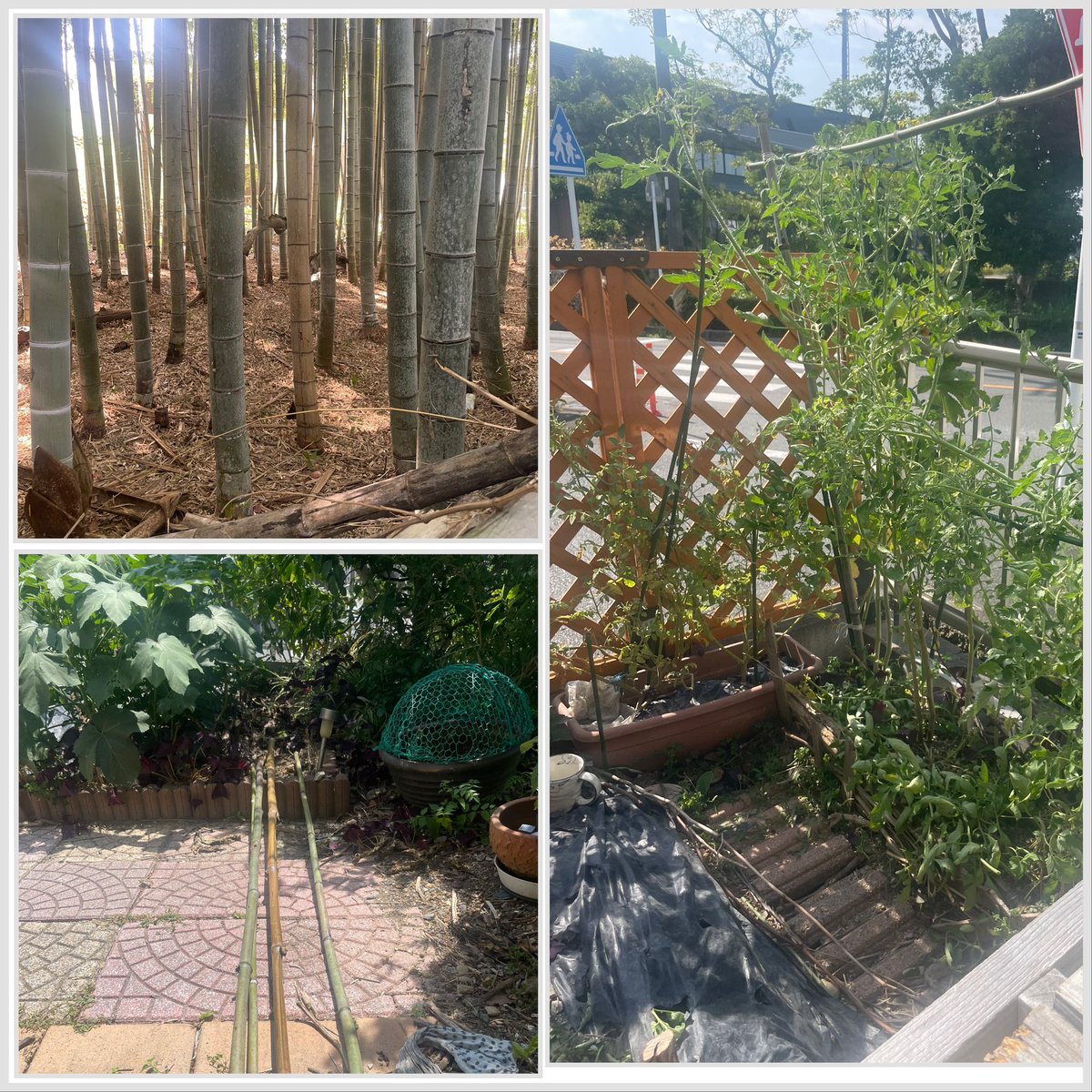 家庭菜園のトマト🍅が用意した支柱より高くなりそうだ。
タケヤブまでちょうどいい寸法の竹を拾いに行っていた。
種から育てたが花が成ったの酷暑な時期。
枯らさず実が成るか。