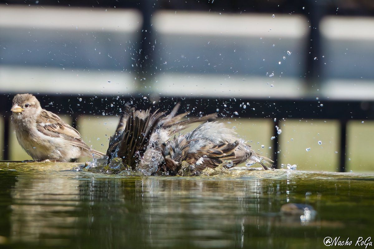 Gorrión común (Passer domesticus).

EEUU