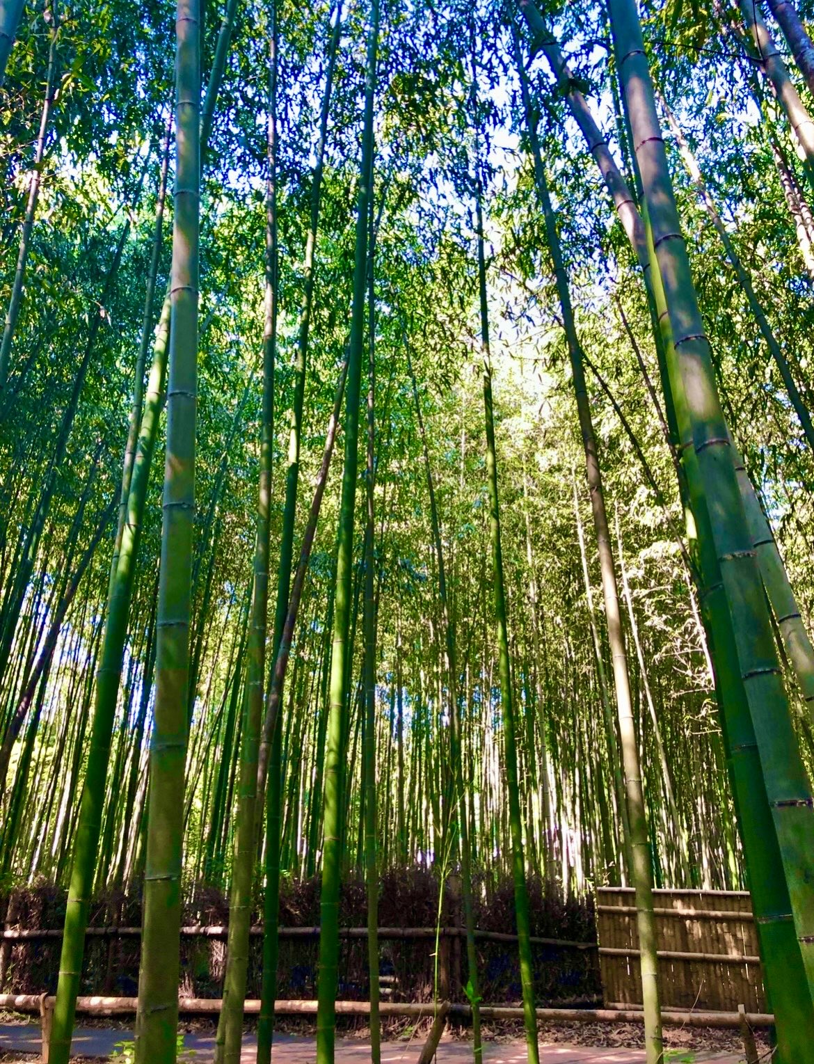 山水竹林 旅好き小町 on X: 