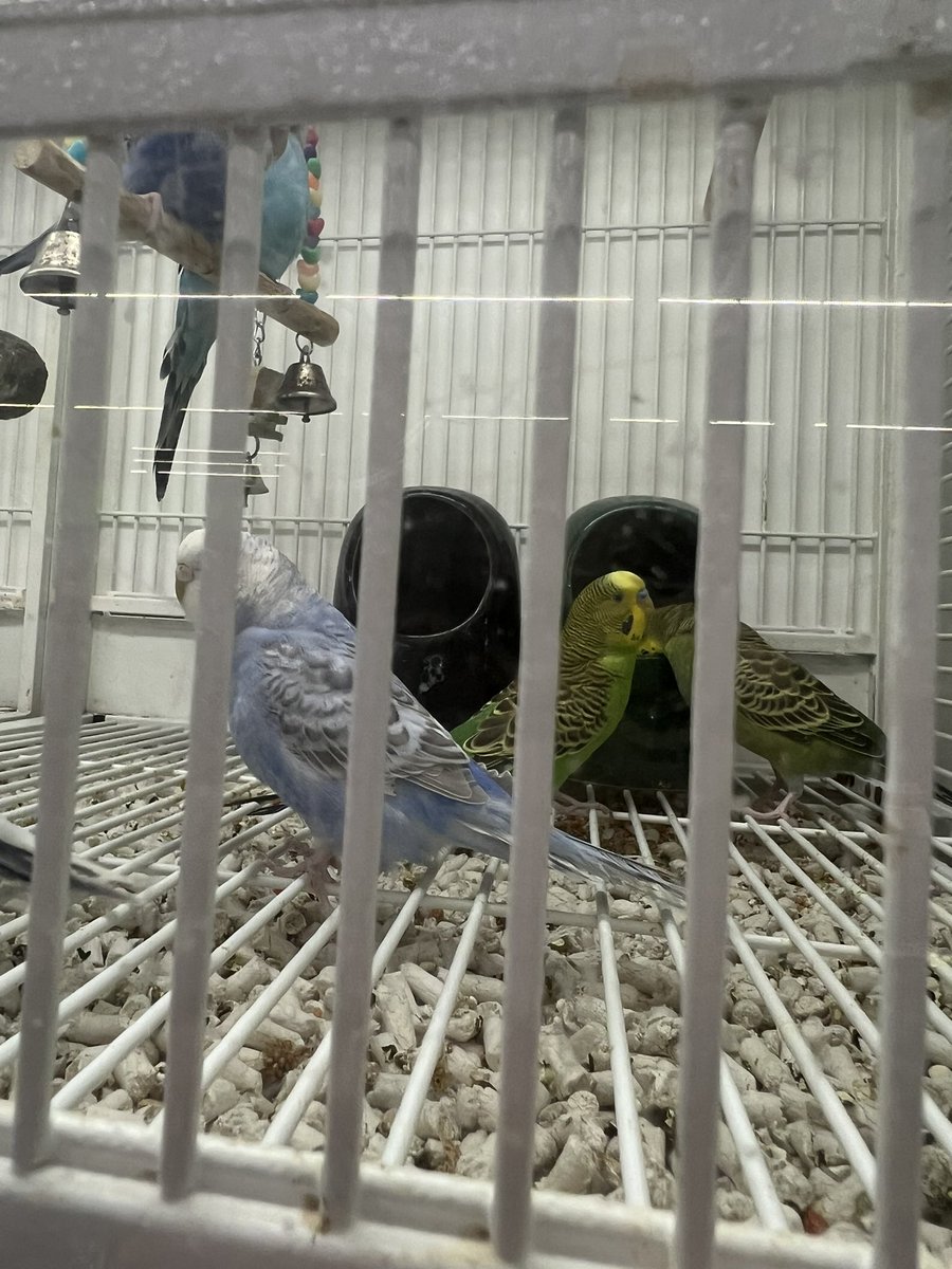 Tweet media one