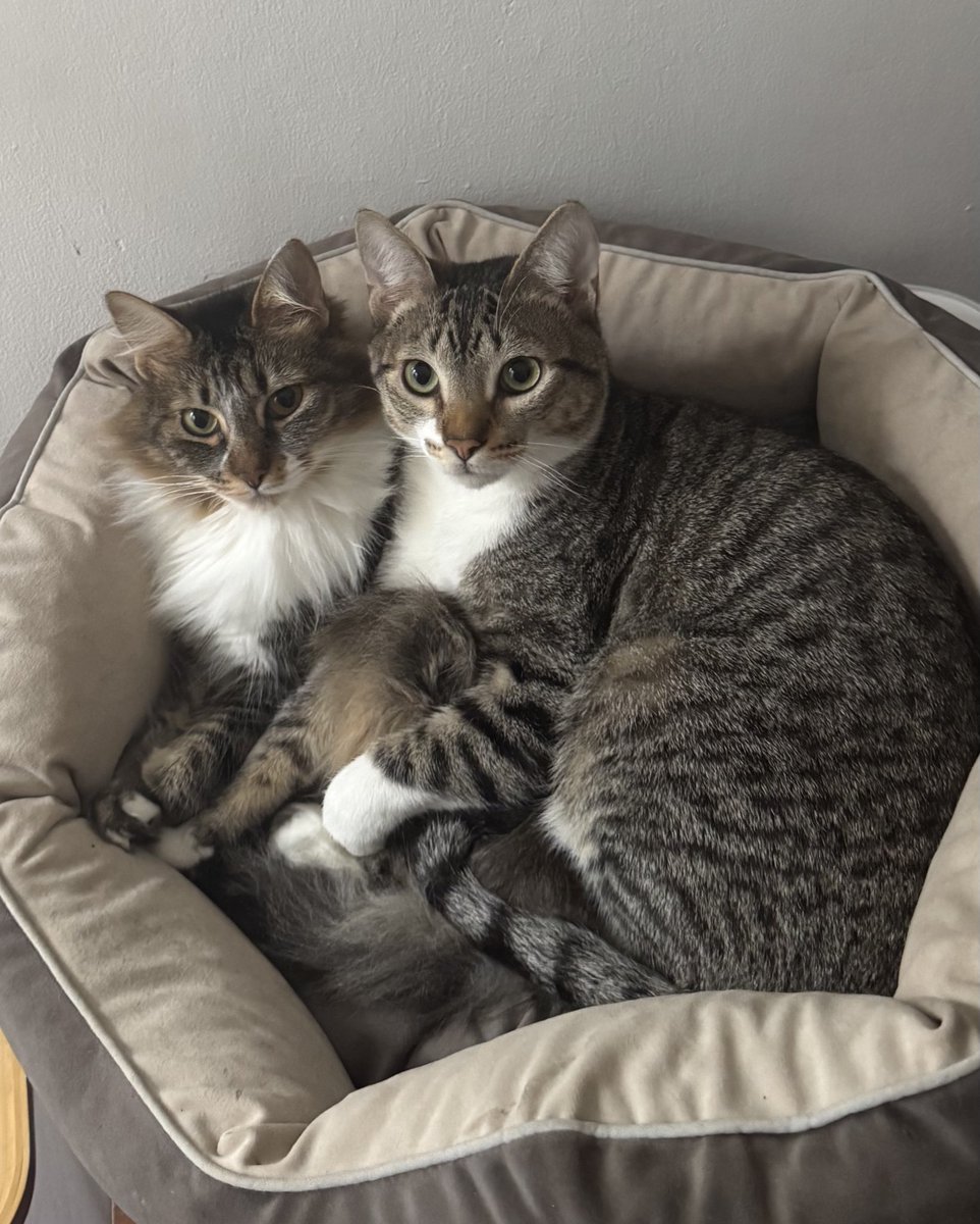 la vida es 100 mil veces más feliz con mascotas, llegas a tu casa medio borracha, abrís la puerta, prendes la luz y lo primero que ves es a estos dos así