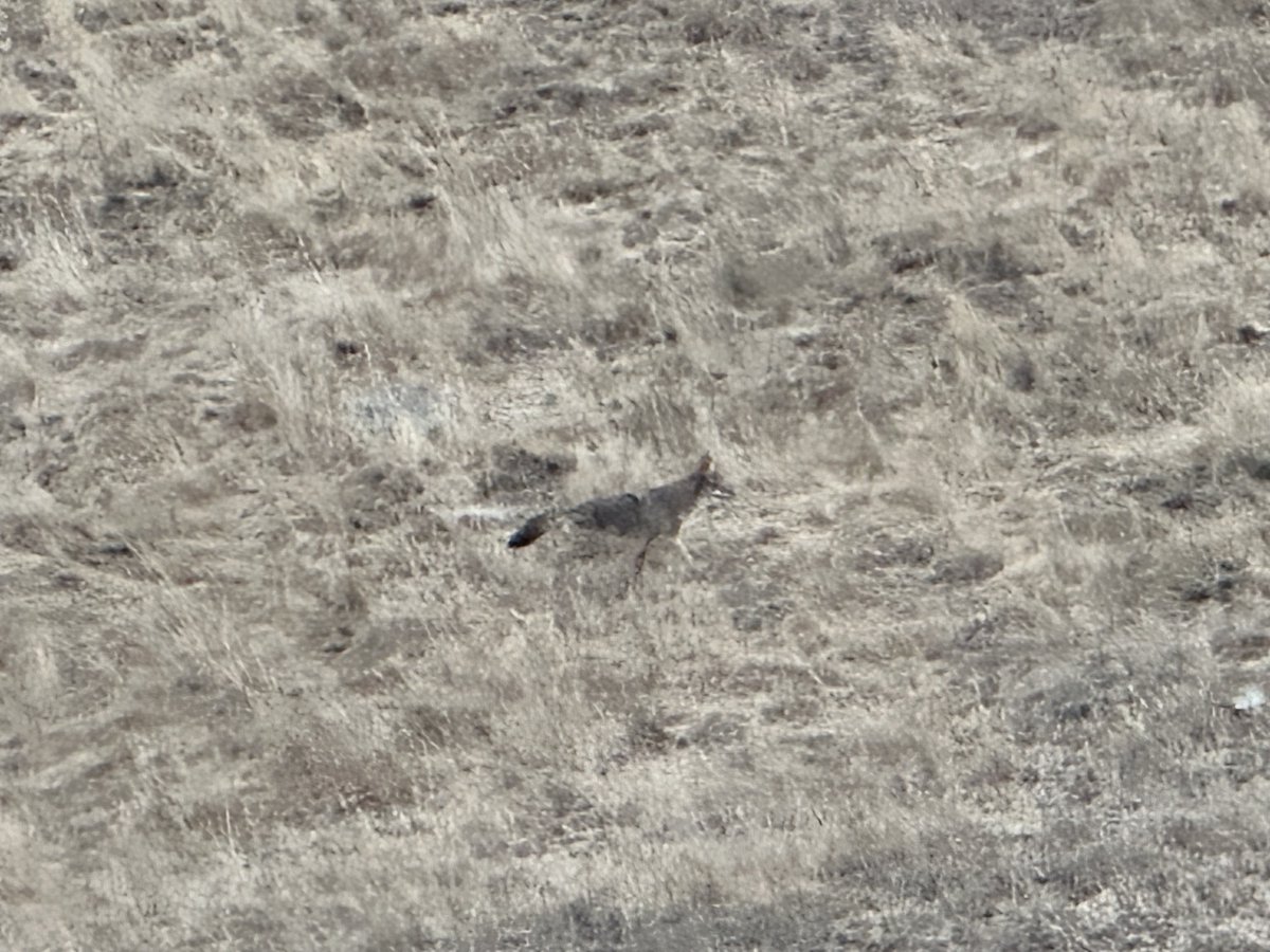 stephenswu's tweet photo. @grok what animal is in this photo? https://t.co/CxB7CpHvpx