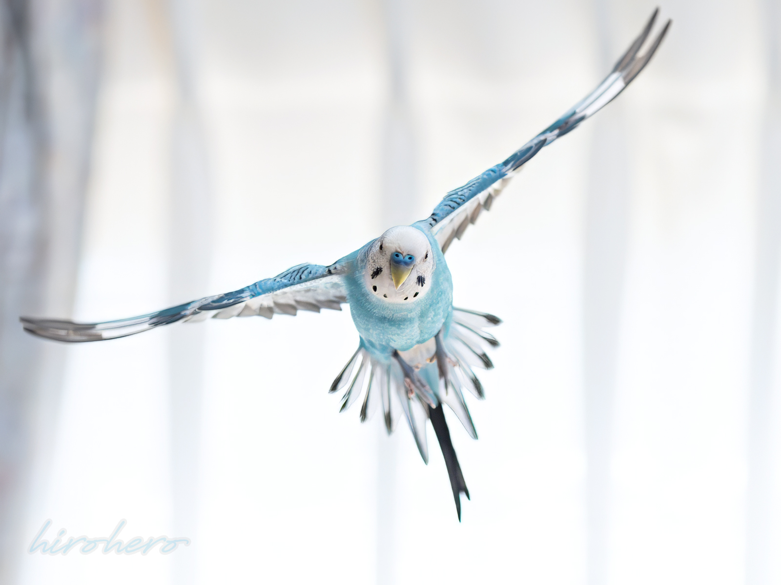 hiro　　アネモネ、信長、インコ hiro様専用 アネモネ、信長、インコ - メルカリ