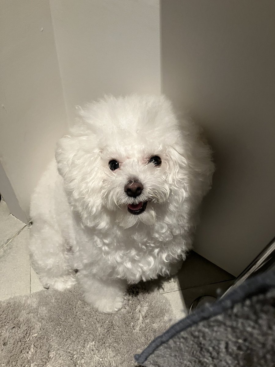 白く、柔らかな犬 (@hkr_jgimsld) on Twitter photo 