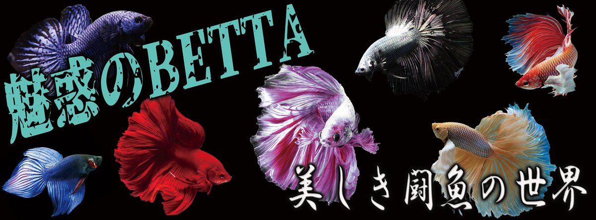 ag_rosso's tweet image. ベタファンの皆様😆
長らくお待たせ致しました‼️‼️

9月13日に新店舗グランドオープンを予定しております🎊
そこをベタ復活の舞台にしたいと思います🎉🎉🎉

ROSSOはベタ完全復活致します👍
8月末にタイに行って極上なベタ達を
沢山持って帰ってきまーす！

#ベタ
#ROSSO