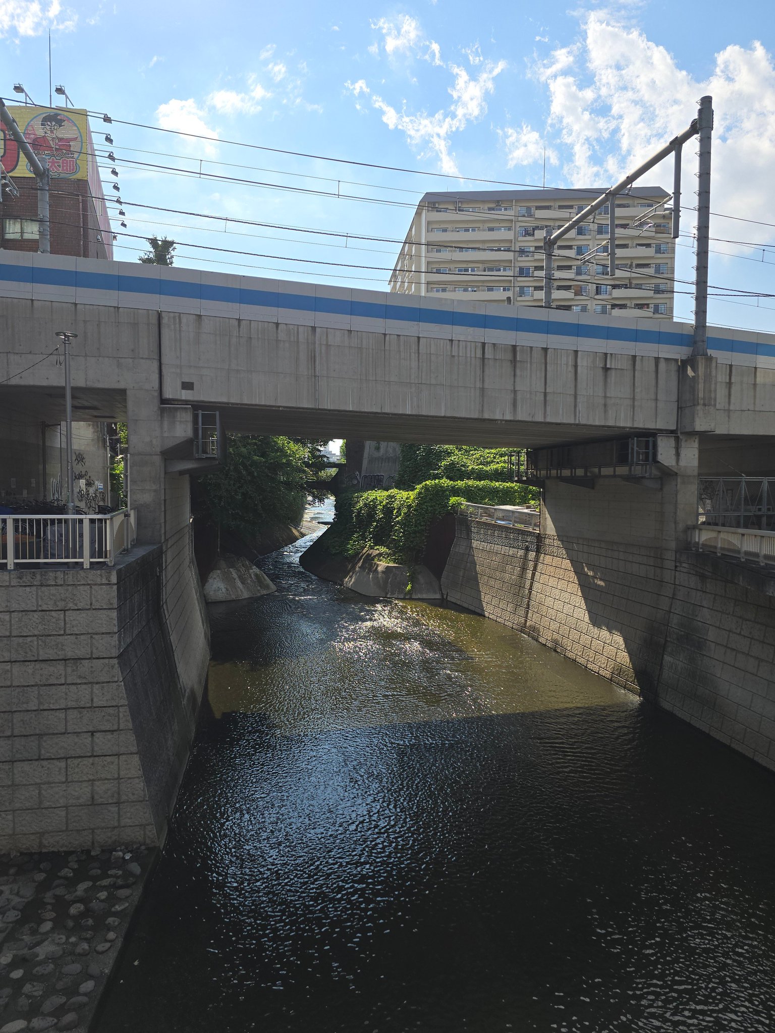牟呂橋 県庁楠並木通り（宮崎市）。宮崎を代表する緑のトンネル。新緑が