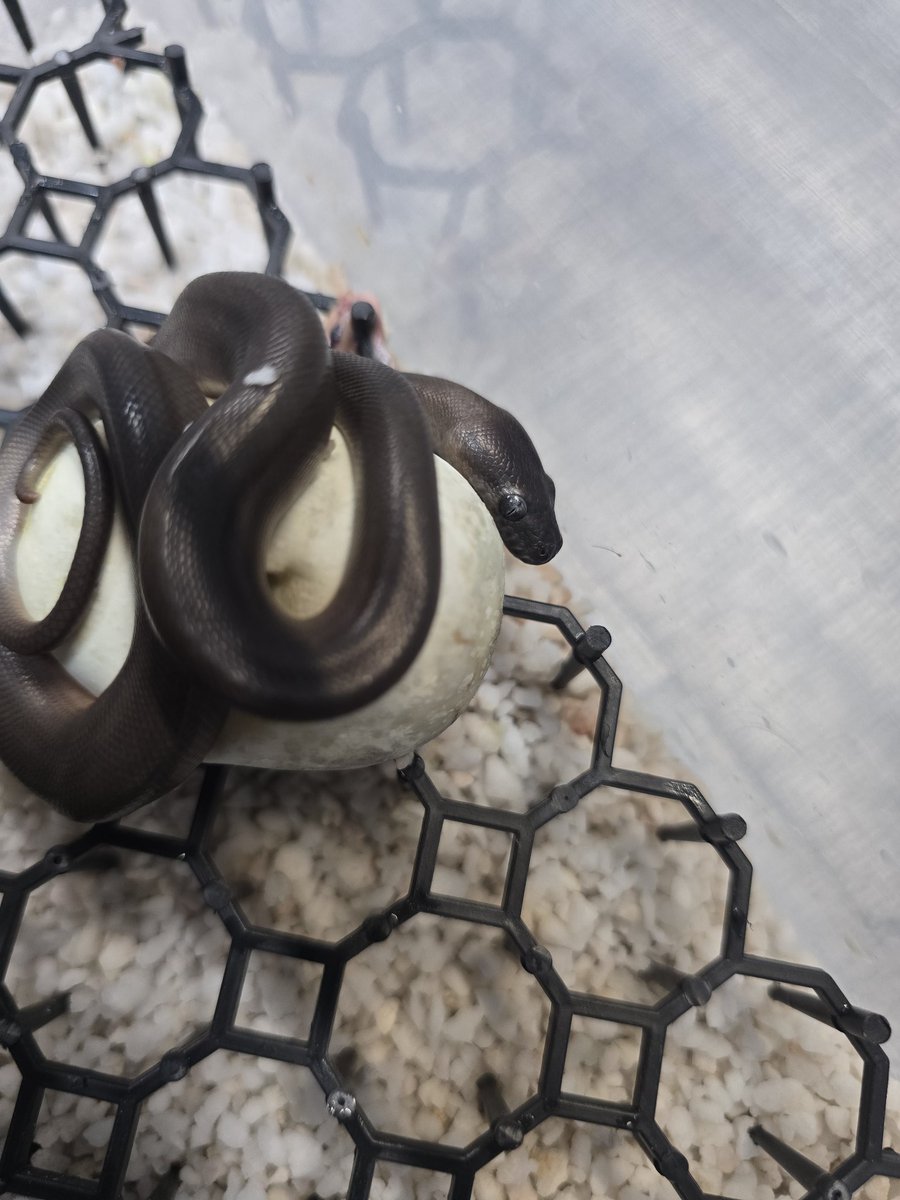 今年も出てます♥
オーダーもいっぱいありがとうございます😋
#カーペットパイソン