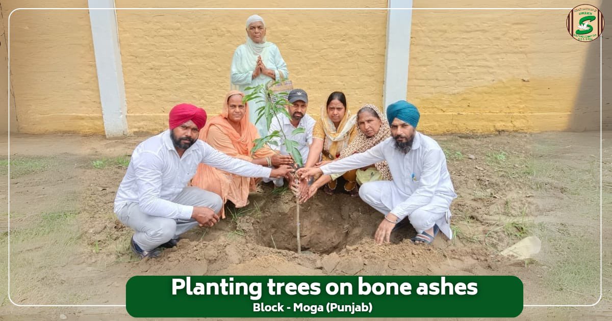 GreenSwelfares's tweet photo. A beautiful tribute, a living memory.

In Moga, Punjab, a family created a powerful tribute to a loved one. Inspired by the teachings of Saint Dr. MSG Insan, they planted a tree on the bone ashes, transforming a moment of grief into a lasting legacy of life and service. This selfless act ensures that their memory will continue to grow and flourish for generations to come.

#GreenTribute #InLovingMemory #MemorialTree