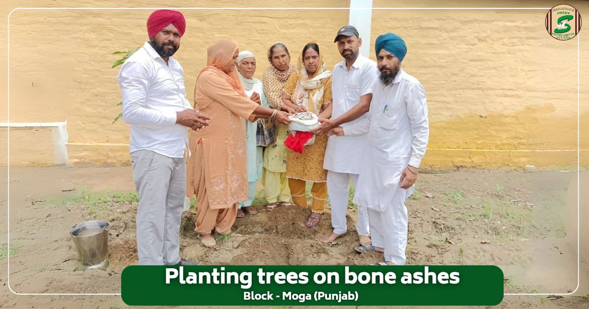 GreenSwelfares's tweet photo. A beautiful tribute, a living memory.

In Moga, Punjab, a family created a powerful tribute to a loved one. Inspired by the teachings of Saint Dr. MSG Insan, they planted a tree on the bone ashes, transforming a moment of grief into a lasting legacy of life and service. This selfless act ensures that their memory will continue to grow and flourish for generations to come.

#GreenTribute #InLovingMemory #MemorialTree