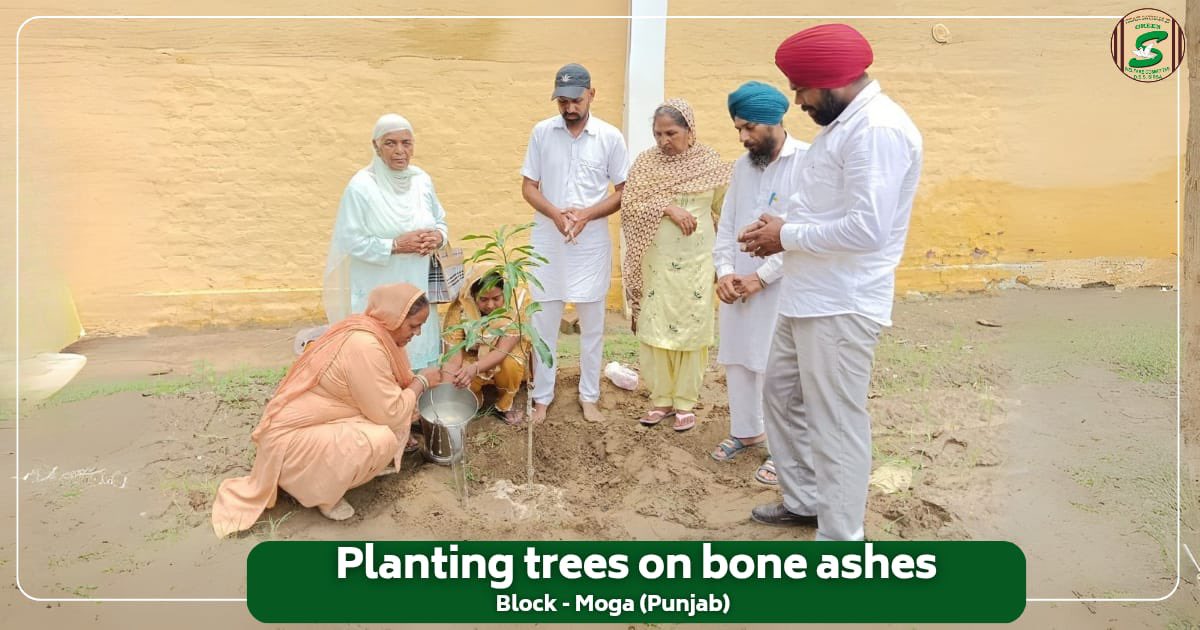 GreenSwelfares's tweet photo. A beautiful tribute, a living memory.

In Moga, Punjab, a family created a powerful tribute to a loved one. Inspired by the teachings of Saint Dr. MSG Insan, they planted a tree on the bone ashes, transforming a moment of grief into a lasting legacy of life and service. This selfless act ensures that their memory will continue to grow and flourish for generations to come.

#GreenTribute #InLovingMemory #MemorialTree