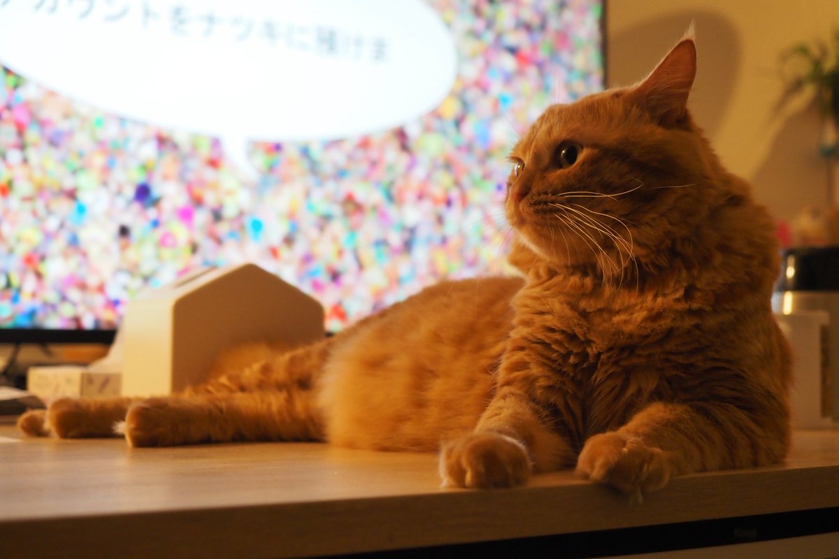 サマーウォーズ猫　Lv.1