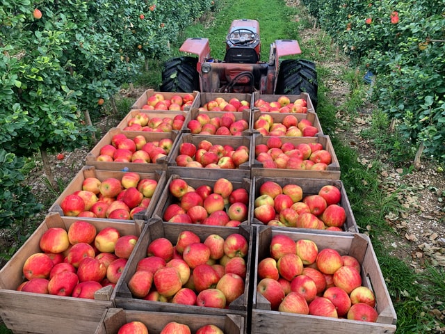MyBeauDes's tweet photo. Apples, picked with care, on their way to the consumers and shops.
#mbdtravel #travelinspiration #mbdagri #mbdhealth #mindfulness https://t.co/qv5I9wGvVW
