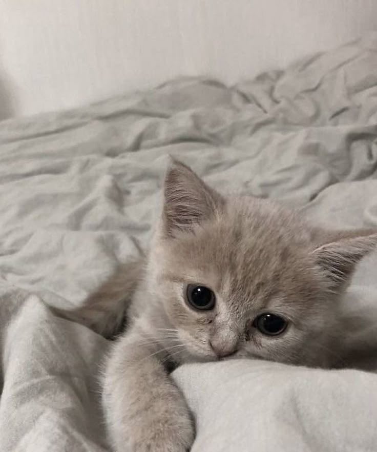 Life with a Cat tweet media