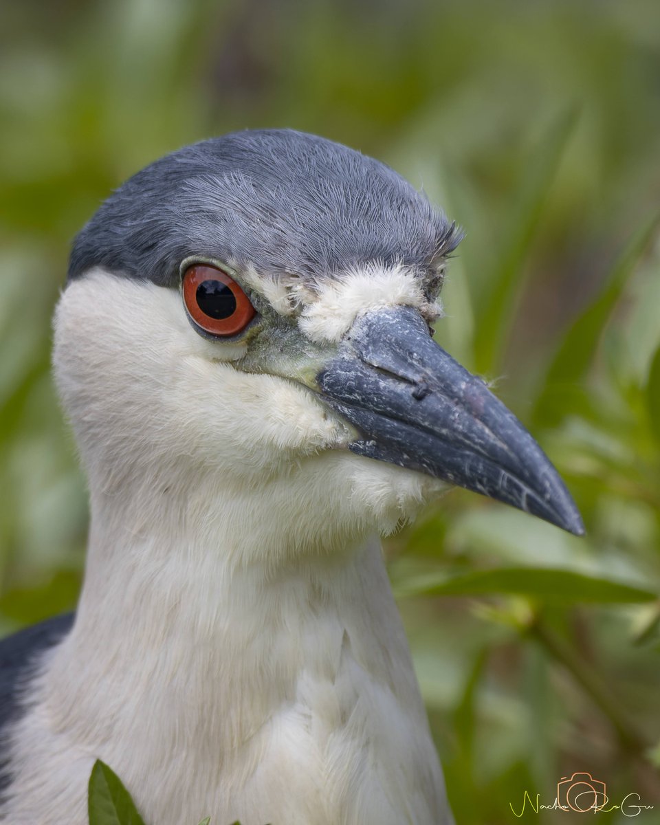 Ordenando fotos de Estados Unidos, veo pajaricos que también tenemos por España. Aunque allí sí se dejaban fotografiar sin miedo. 

Martinete común (Nycticorax nycticorax).