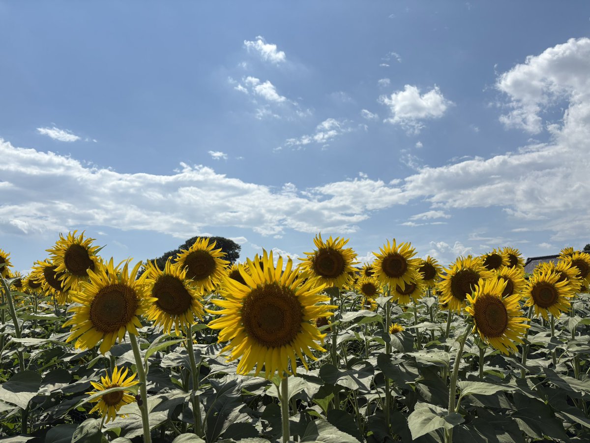 清瀬ひまわりフェスティバル
