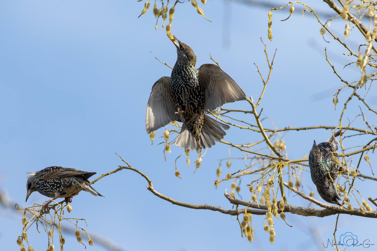 Estornino pinto (Sturnus vulgaris).

EEUU