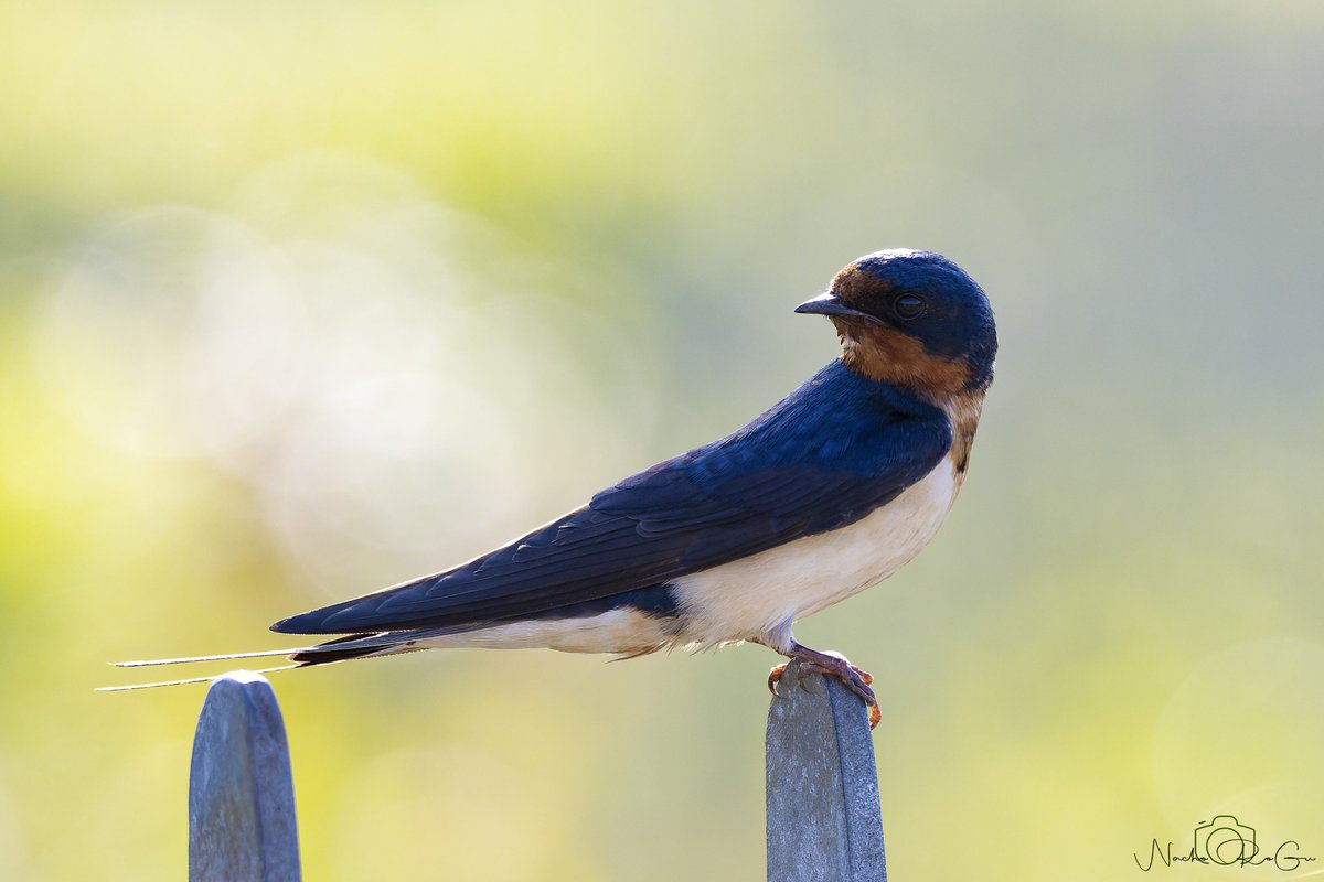 Golondrina común (Hirundo rustica).

EEUU