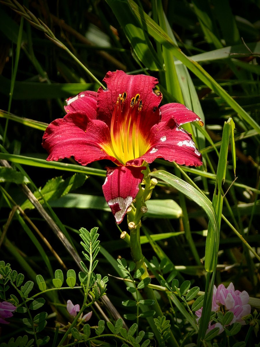 Josh Prymak ๐ด๐ฏ (@redtarget14) on Twitter photo Did someone say it's #FlowerFriday ๐ผ ๐ธ ๐ป ๐น Did someone say it's #FlowerFriday ๐ผ ๐ธ ๐ป ๐น