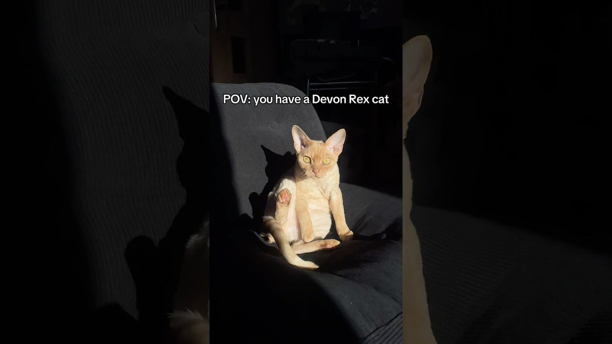 MeowMoeDotCom's tweet image. Living With a Devon Rex Be Like 😂#funnycatvideos #devonrexcats #catshorts #orangecat # ...
 
meowmoe.com/195588/
 
#Neko #コーニッシュレックス