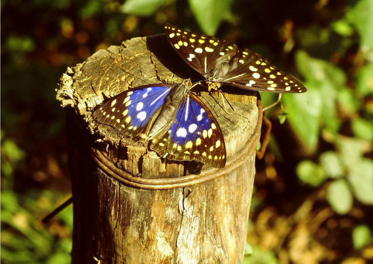 蝶の標本　熱帯ジャングルを舞う宝石(珍) 蝶の標本 宝石が舞うジャングル(SPECIAL) - メルカリ