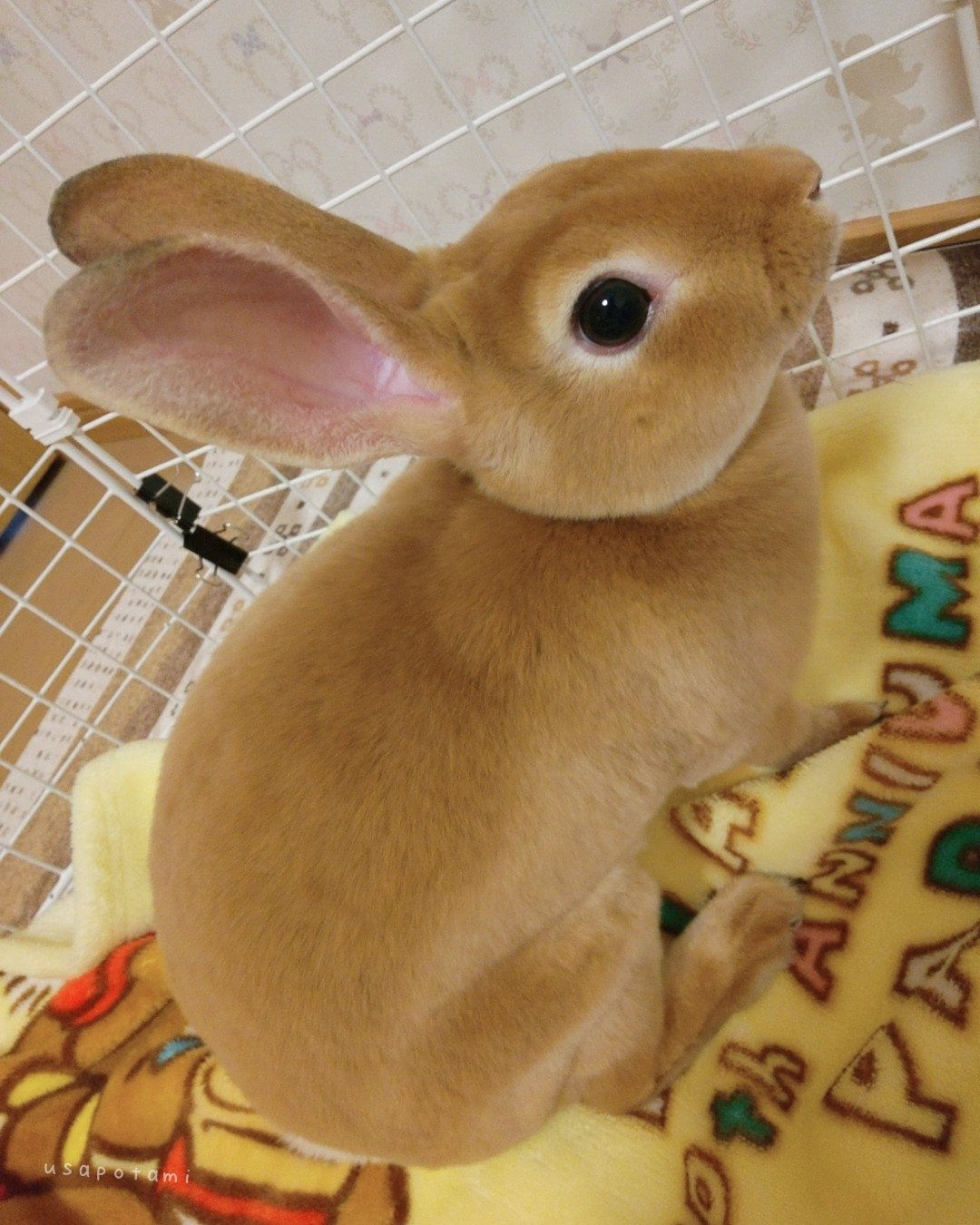 サ*ウ様 「re: rabbit」 油絵　うさぎ 🐇うサぽたみ.mꕤ on X: 