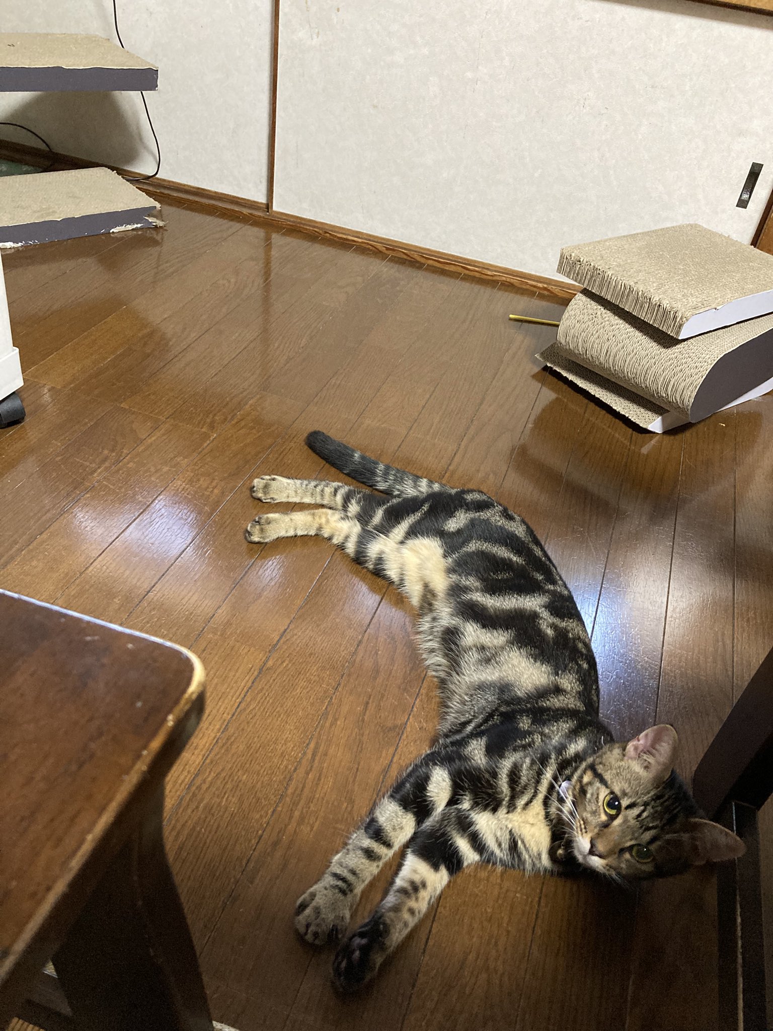 ぴーちゃん305【招き猫販売中】 on X: 