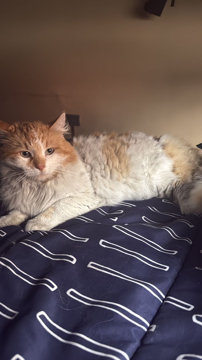 Fuenteovejuna (@ovejuna) on Twitter photo Pido ayuda para un vecino. Ayer se escapó su Gatito de 1 año, recién castrado hace 1 día. Se llama GATITI. #villaalemana calle Williamson entre Avda.Valparaíso y calle Santiago. Gracias de antemano.
<a href="/sol_palacios_m/">Solange Palacios 🐾💕</a> <a href="/AnimalParaiso/">AnimalParaíso</a> <a href="/RedAnimalistas1/">Red Animalista🐾</a> <a href="/SOS_Animales/">SOS Animales</a> Pido ayuda para un vecino. Ayer se escapó su Gatito de 1 año, recién castrado hace 1 día. Se llama GATITI. #villaalemana calle Williamson entre Avda.Valparaíso y calle Santiago. Gracias de antemano.
<a href="/sol_palacios_m/">Solange Palacios 🐾💕</a> <a href="/AnimalParaiso/">AnimalParaíso</a> <a href="/RedAnimalistas1/">Red Animalista🐾</a> <a href="/SOS_Animales/">SOS Animales</a>