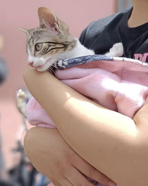 🐾 Tuna Alta se interesa por la salud animal.

🐶🐱 En esta jornada de esterilización más de 100 animalitos fueron atendidos.

Gracias a la comunidad, la Red Local de Proteccionistas y la Alcaldía Local de Suba.