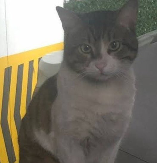 Eros, Cezve ve binlerce savunmasız can…
Katilleri sadece o caniler değil!

Yıllardır hayvana düşmanlığı körükleyen, şiddeti meşrulaştıran GÜSODER de bu katliamların örgütlü sorumlusudur.

📢 GÜSODER YARGILANMALIDIR!

#cezveicinadalet 
#BurakAlanTutuklansın