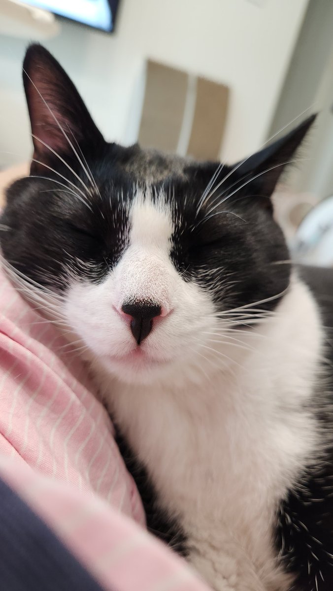 옆에 붙어서 사람 엉덩이 백번 깨물더니 갑자기 잠 아직 애기네