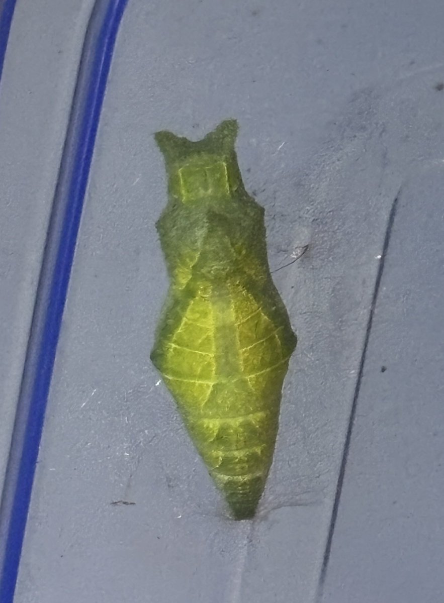 あっという間にイモ卒業してしまうー😢