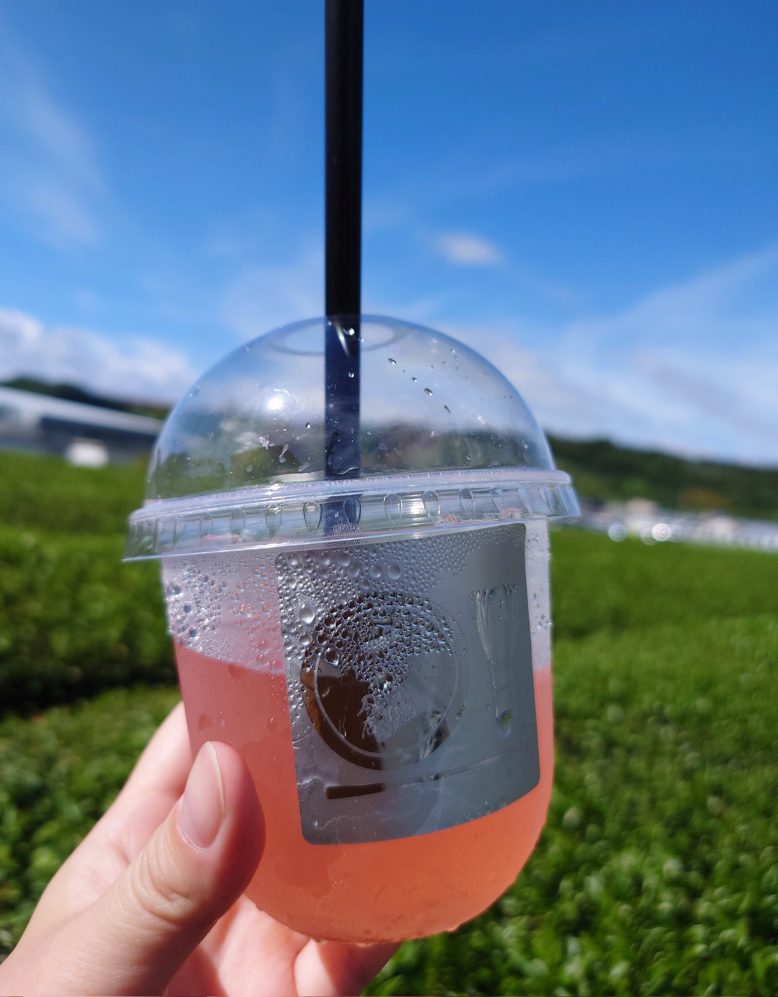 茶畑ページ 茶畑